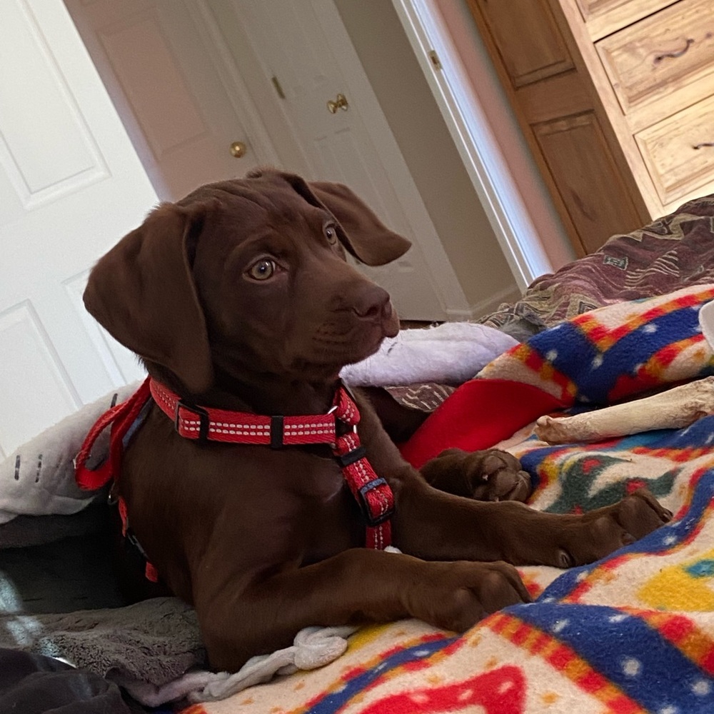 Meet Bailey Part 2 — - Picture 10 of 16